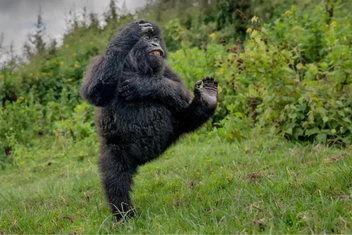 «Улыбнитесь — вас снимают»: 15+ самых смешных фотографий диких животных 2025 года