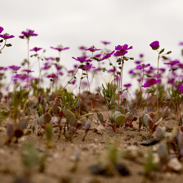 Источник: Lucas Aguayo Araos/Anadolu via Getty Images