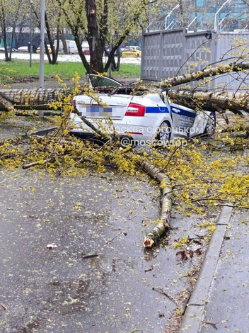 На Очаковском шоссе дерево рухнуло на служебный автомобиль | Источник: Москва с огоньком / T.me