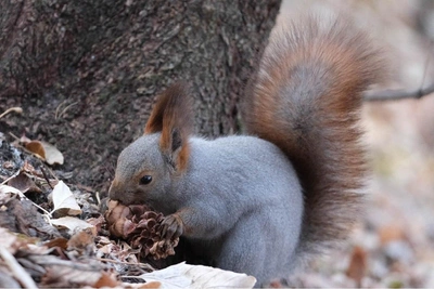 Local National Geographic: Tomsk Resident Films Predator Chasing Squirrel