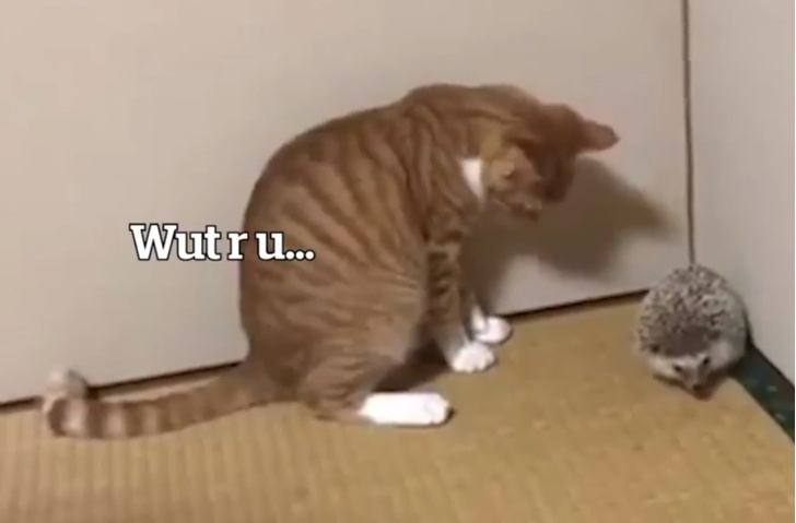 Кот впервые в жизни видит ежа (видео)