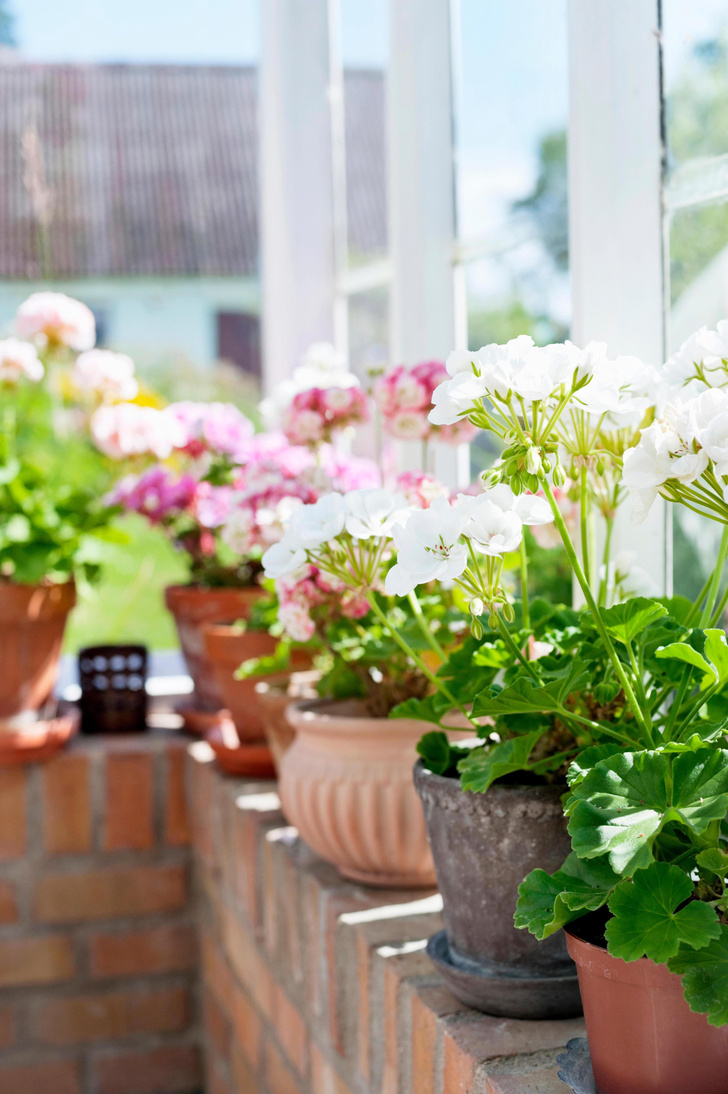 7 домашних растений для борьбы со стрессом