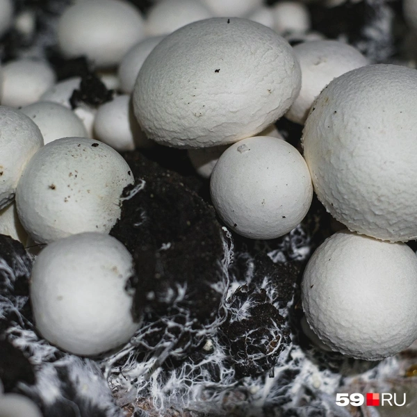 Шампиньоны можно вырастить и огромными, но их вкусовые качества от размера не зависят | Источник: Тимофей Калмаков / 59.RU