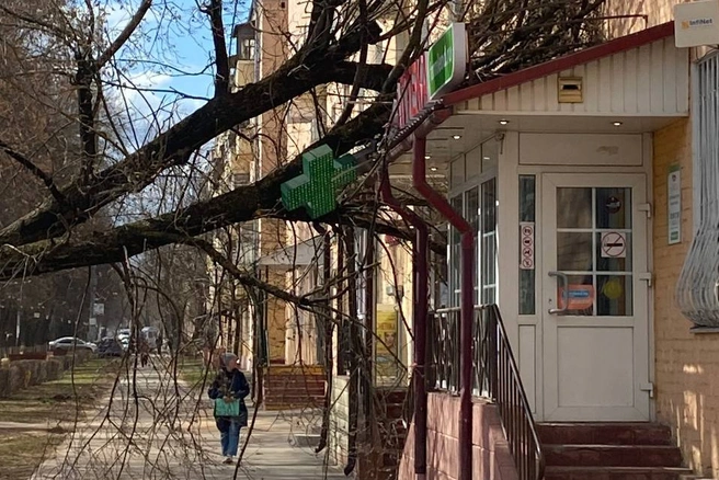По всему городу и области снесло десятки деревьев | Источник: «МК: срочные новости» / T.me