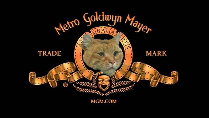 Застрял и прославился: 15 самых смешных мемов про котика из Уфы