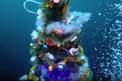 Нерпа навестила дайверов на подводной ёлке Байкала