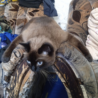 Аватарка st.0le