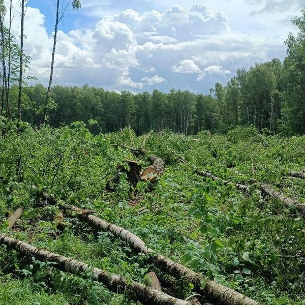 Так выглядит уголок любимого жителями парка | Источник: «Спасем лес! Бобруйская / Академика Павлова» / T.me