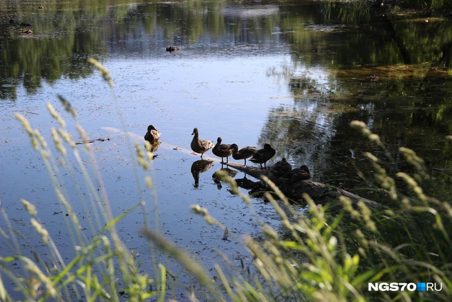 Раньше в нем купались люди, теперь водоем стал пристанищем для уток | Источник: Варвара Фролова / NGS70.RU