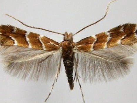 Cameraria ohridella | Источник: ФГБУ Россельхозцентр