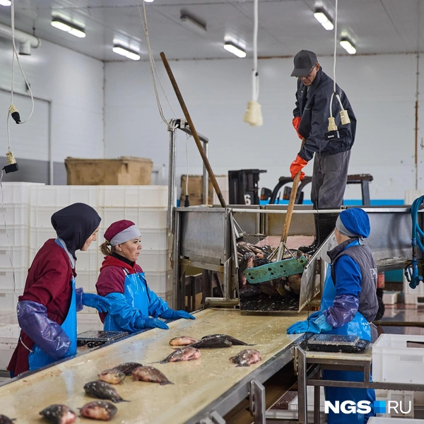 Недавно на завод взяли двух новых работников — уловы большие, работы много | Источник: Александр Ощепков / NGS.ru