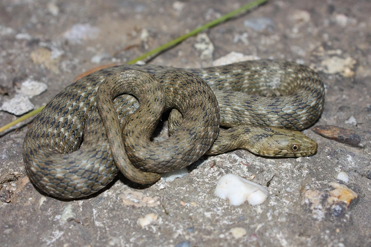 Водяной уж (Natrix tessellata) — безобидная змея, которую часто ошибочно принимают за гадюку. В отличие от обыкновенного ужа не имеет желтых пятен на голове. Отлично плавает и ныряет, питается в основном рыбой и земноводными. В центральной России встречается в Воронежской, Белгородской, Липецкой, Курской и Тамбовской областях. | Источник: zdenek_macat/Shutterstock/Fotodom.ru