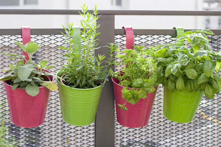 Травы, овощи, цветы: как устроить мини-сад на балконе