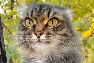 Famous cat Matilda killed by dogs at zoo