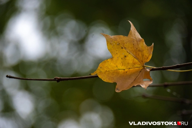 С каждой ночью становится все холоднее | Источник: Елена Буйвол / VLADIVOSTOK1.RU