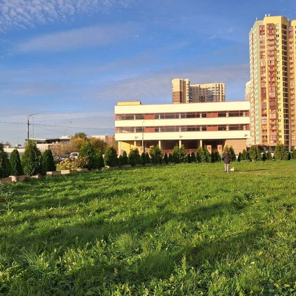 Газон выглядит ухоженным | Источник: Анна Мотовилова / «Фонтанка.ру»