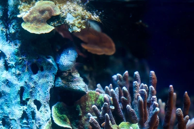 Власти Омска сообщили о планах по океанариуму и судьбе гаражей