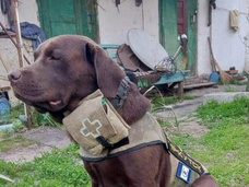 Защищает Родину, как и хозяин: собаку бойца СВО из Иркутска мобилизовали