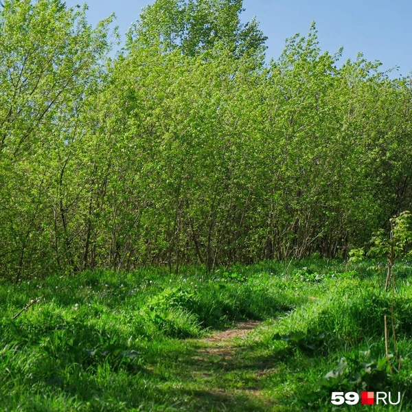 Внизу целая сеть тропинок | Источник: Тимофей Калмаков / 59.RU