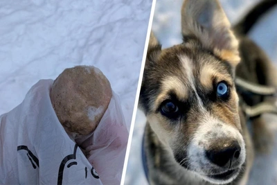 Mass Dog Poisoning at Moscow Complex Kills Several