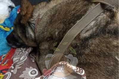 Курьер помог собаке и был уволен: история и реакция