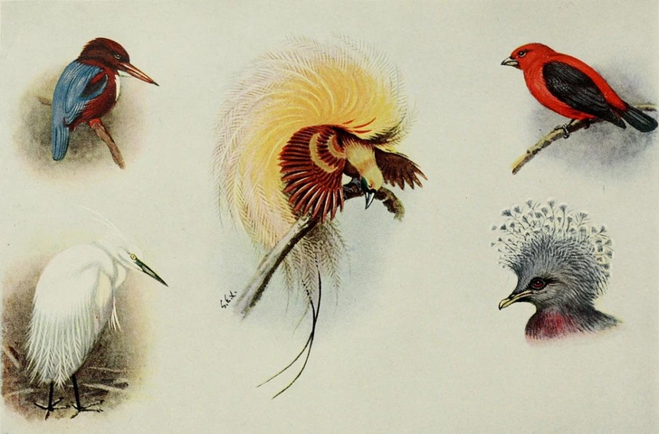 Виды птиц — жертв торговли перьями (белогрудый зимородок, малая белая цапля, малая райская птица, алая пиранга, веероносный венценосный голубь). Иллюстрация 1913 года | Источник: ROYAL SOCIETY FOR THE PROTECTION OF BIRDS / RSPB IMAGES