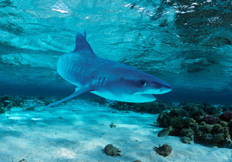 «Она только попробовала»: в Египте реабилитировали акулу, обвиненную в гибели дайвера