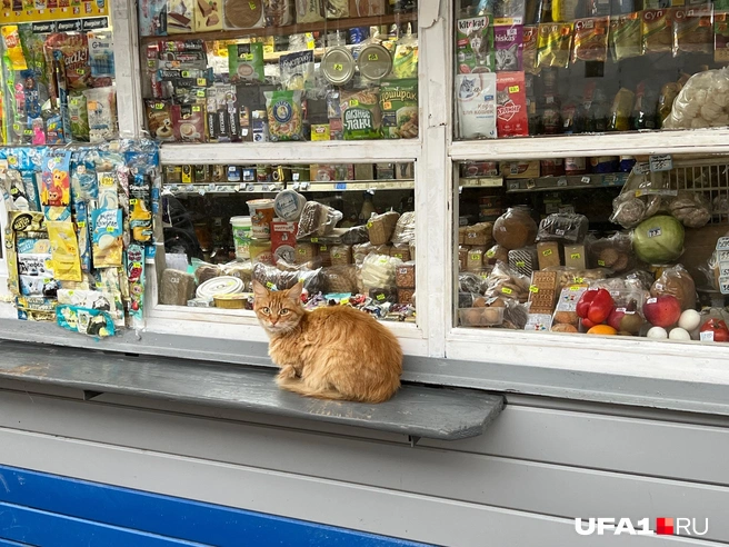 Охранником подрабатывает. Или промоутером… | Источник: Андрей Бирюков / UFA1.RU