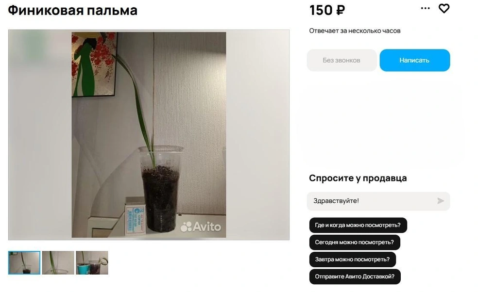 Источник: Avito.ru