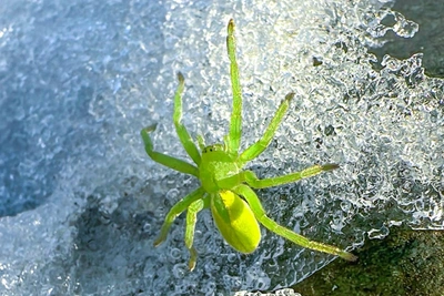 Ярко-зеленый паук замечен на снегу у Телецкого озера