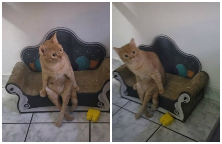 Кот умиляет хозяев тем, что завел привычку сидеть на диванчике как человек (видео)