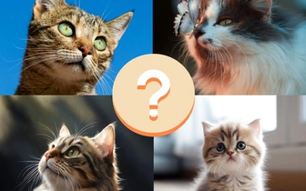 Только 1 из 5 котиков сможет сказать «мяу»: отличите рисунок нейросети от реального фото