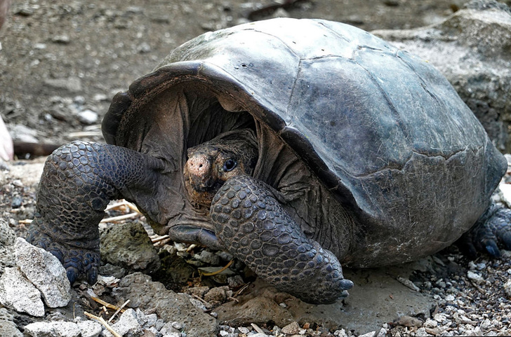На Галапагосе повторно открыли исчезнувший вид черепах