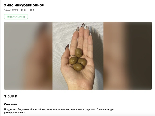 Самка несет по одному яйцу в день | Источник: Доска.Якт / doska.ykt.ru