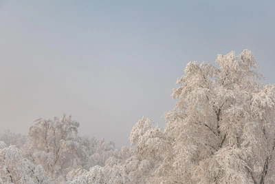Frosts and Fog: What Awaits Murmansk Region in Coming Days