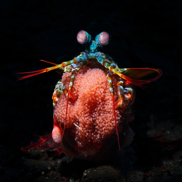 Третье место в номинации «Вода» | Источник: Peter McGee / Oceania Photo Contest 2025