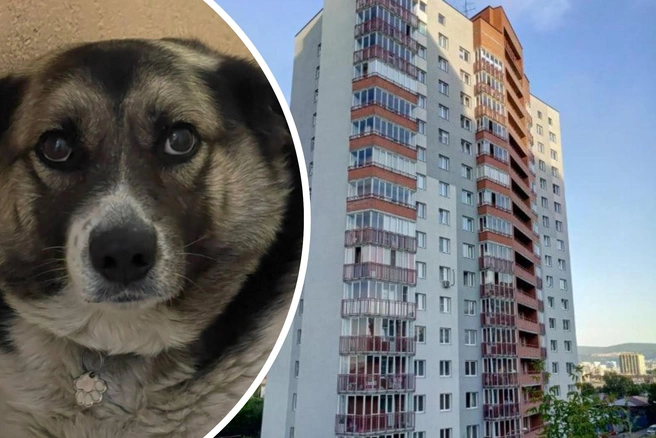 Для любимой всем домом собаки в законе не нашлось места | Источник: читатель NGS24.RU, 2gis.ru