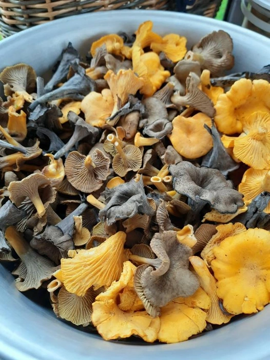 Источник: Юлия Кузнецова / Грибы в Подмосковье 2025 / VK.com