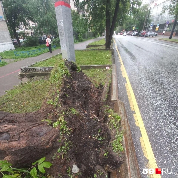Оно упало вместе с корнями | Источник: Карина Гольдберг, читатель 59.RU