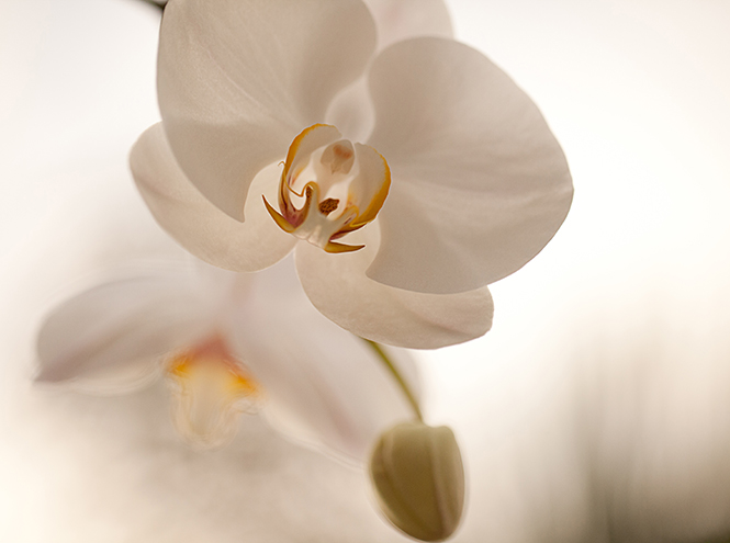 Мифический цветок: все, что нужно знать об орхидеях