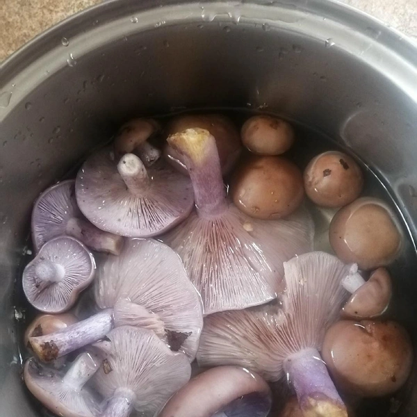 Встретить эти ценные шляпки можно и под Электросталью | Источник: Сергей Кочетков / Грибы в Подмосковье 2025 / VK.com