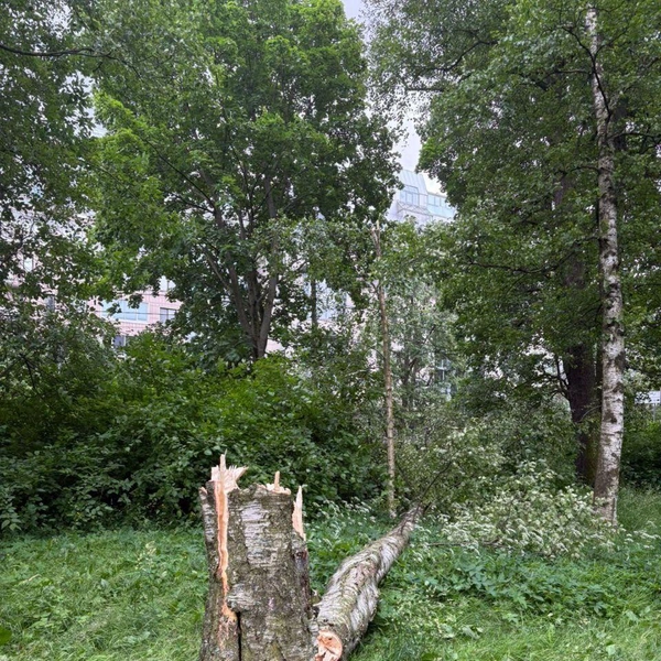 Источник: Комитет по благоустройству СПб