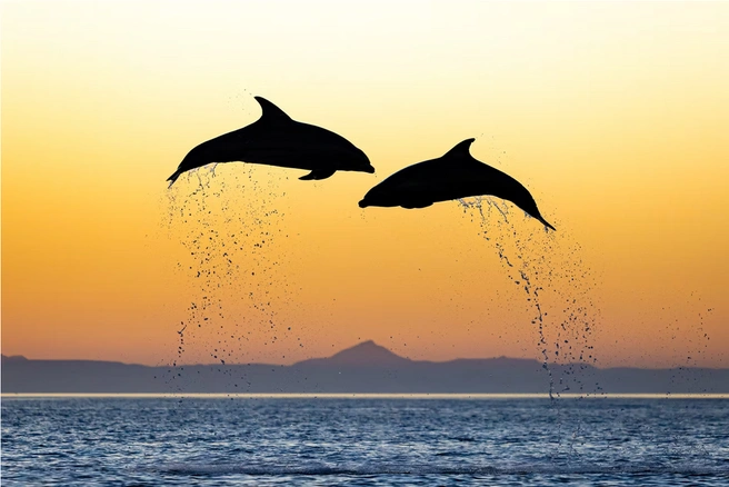 Источник: Mike Rigney / The Artist Gallery Awards — Wildlife 2025