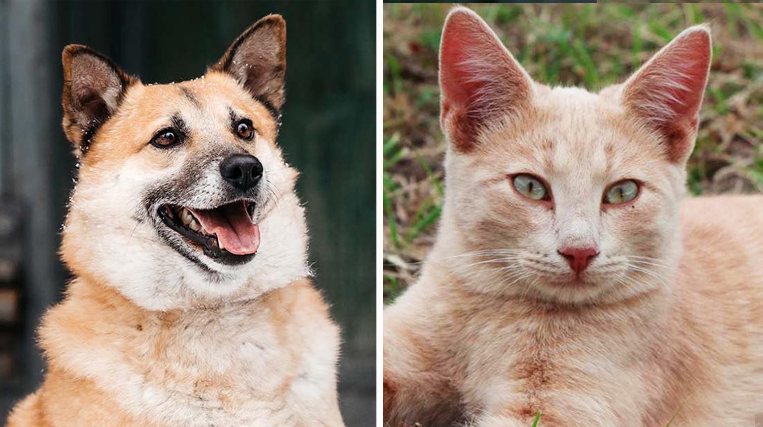 Котопёс недели: веселый пес Банджо и общительный кот Карамелькин ждут встречи со своими людьми