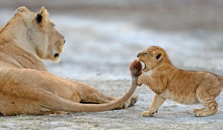 И они скрывали: только взгляните на 15 уморительных фотографий с конкурса Nikon Comedy Wildlife Awards 2024, которые непостижимым образом не дошли до финала | Источник: Barbara Fleming / Nikon Comedy Wildlife Awards 2024