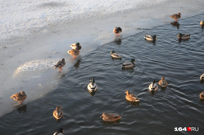 Пока Волга не замерзла, в полыньях много уток | Источник: Сергей Петунин / 164.RU
