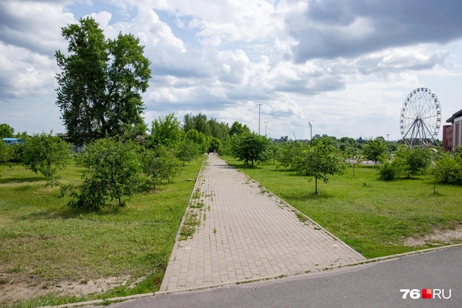 Возле парка можно прогулятся по вишневой аллее | Источник: Кирилл Поверинов / 76.RU