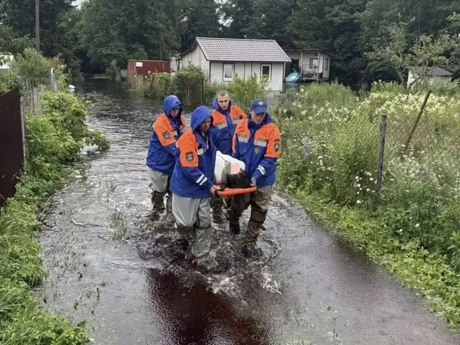 Ребенка и двоих взрослых вывезли из подтопленных СНТ Ломоносовского района, где похозяйничали бобры | Источник: Комитет правопорядка и безопасности Ленобласти