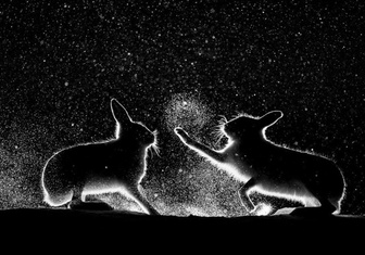 Ночное сражение зайцев и еще 8 лучших фотографий 2022 года