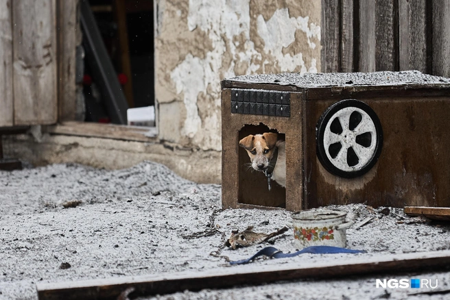 Щенка из сгоревшего дома приютил сосед  | Источник: Александр Ощепков / NGS.RU